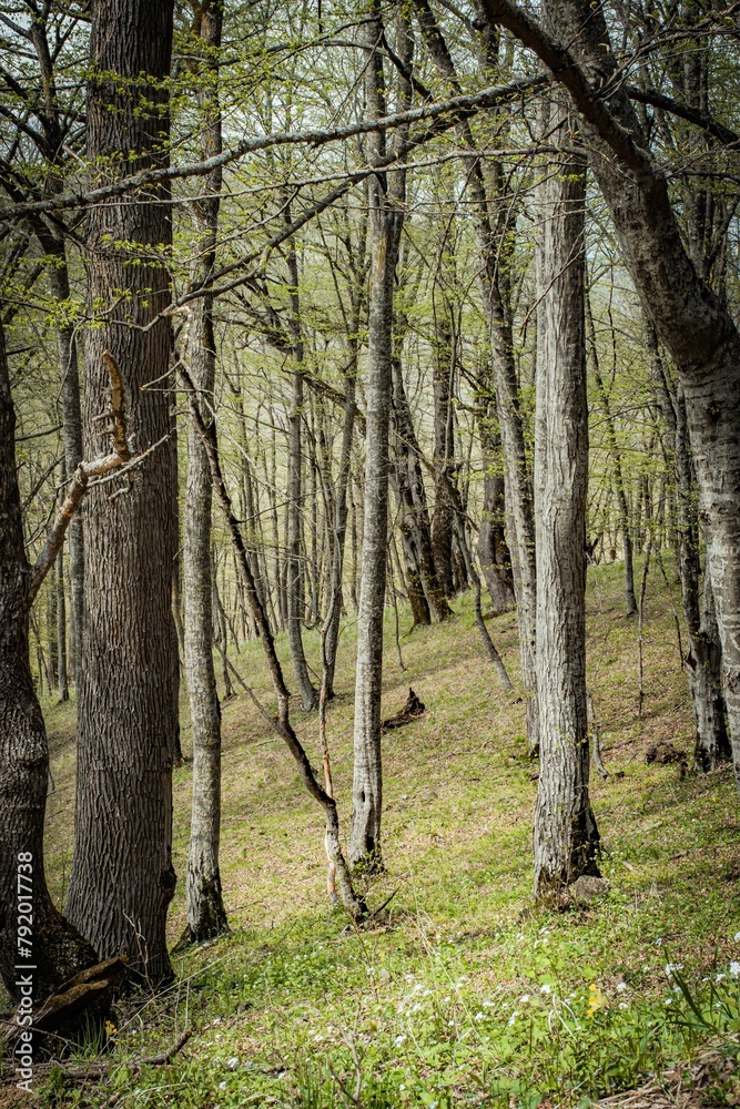 Naklejka premium trees in the forest