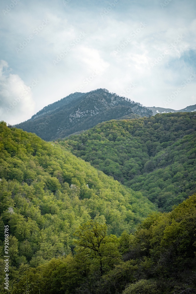 Fototapeta premium landscape with trees and clouds