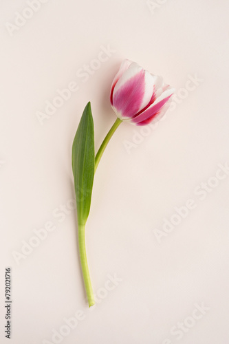 Fresh pink tulip flower on light background. An element of a late flower card. Close-up. Top view.