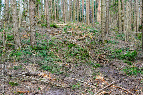Fototapeta Naklejka Na Ścianę i Meble -  Many tree branches on the ground in the forest after sanitary felling trees, chipping material