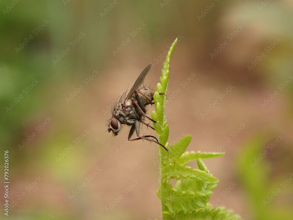 The common tiger fly (Coenosia tigrina), also known as hunter fly or killer fly, female resting on a fern leaf The common tiger fly (Coenosia tigrina), also known as hunter fly or killer fly, female resting on a fern leaf