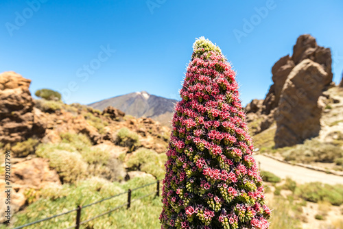 Tenerife's Teide with Tajinaste Flower: 4K Image, Canary Islands