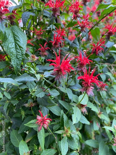 Bright red flowers of 'Jacob Kline' bee balm plant (Monarda didyma)