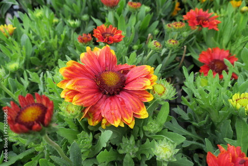 Colorful bicolor flowers of 'Sunset Snappy' Gaillardia (Blanket flower)