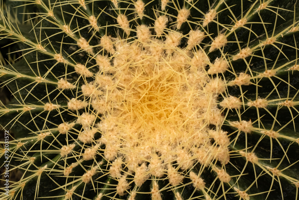 cactus close up macro