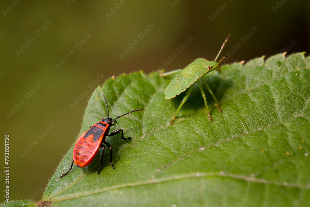 red bug on green leaf red bug on green leaf
