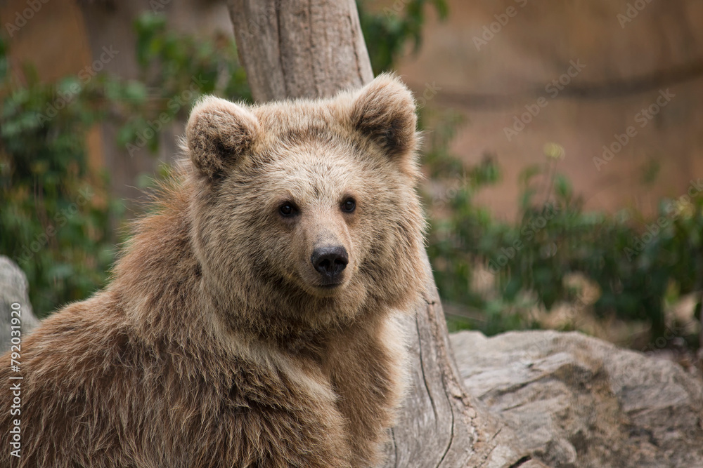 Obraz premium brown bear cub