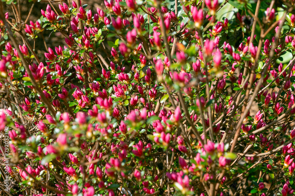 Small pink buds of Rhododendron simsii flowers.