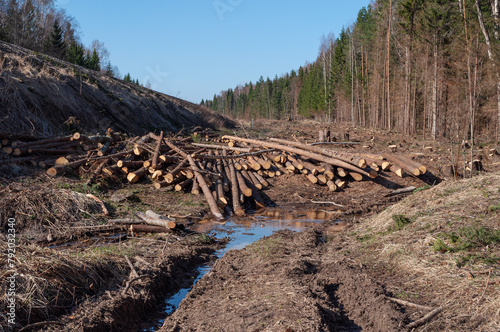 Deforested area along the forest edge, pile of pine logs, dirt road with puddles, spring time
