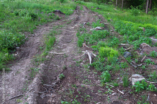 Country dirt road in forest, remnants of tree roots, summer time