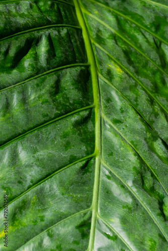 Green leaf of Alocasia brisbanensis, close-up. photo