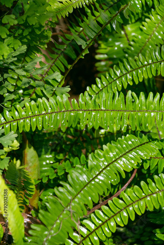 Plants in the tropics after rain. Natural green background.