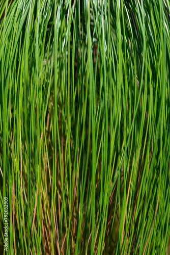 Green natural plant background. Branches of Pinus patula, close-up.
