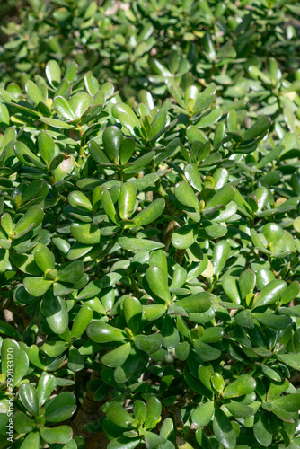 Green leaves of Crassula, close-up. © bykot