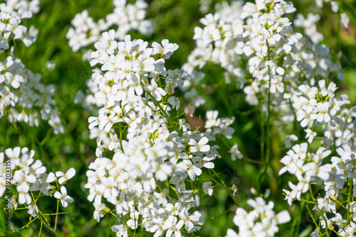 White flowers of Arabidopsis halleri. photo