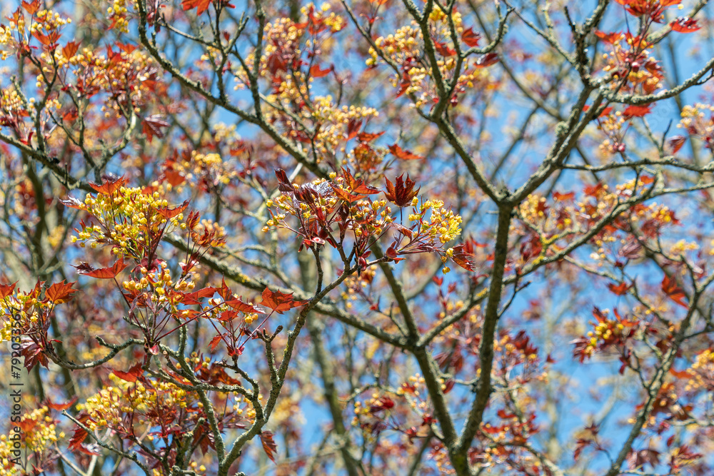 Acer platanoides, the Norway maple in spring.
