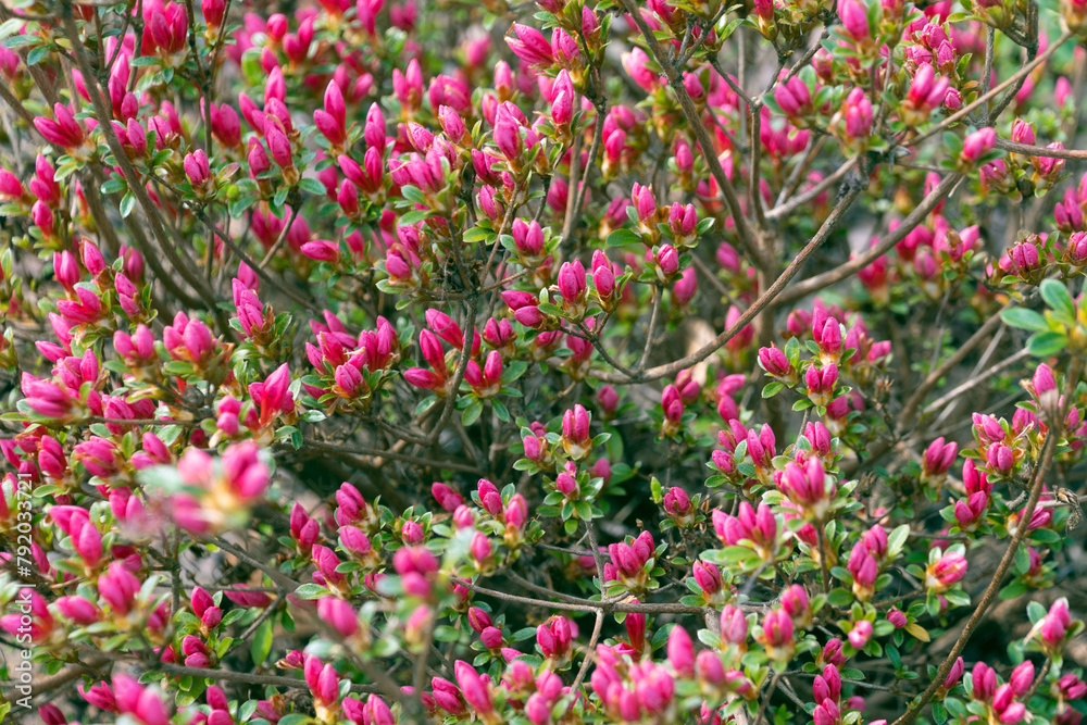Small pink buds of Rhododendron simsii flowers.