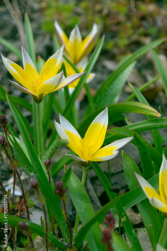 Beautiful yellow flowers of Tulipa urumiensis. photo