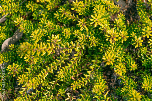 Empetrum nigrum, crowberry, black crowberry. Green plant natural background. photo