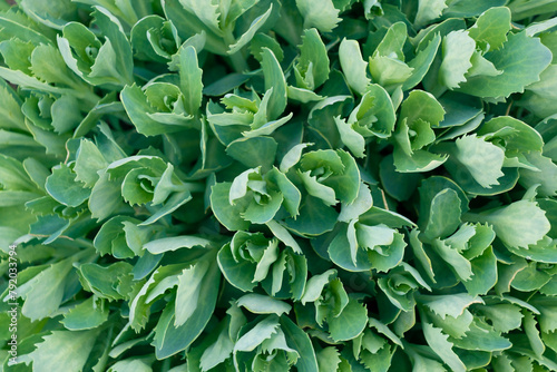 Green leaves of Hylotelephium telephioides, close-up. Green plant natural background.