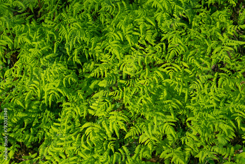 Green natural grass background. Gymnocarpium dryopteris photo