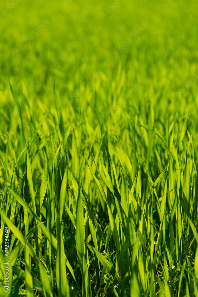 Bright green grass in a field, close-up. Bright green grass in a field, close-up.