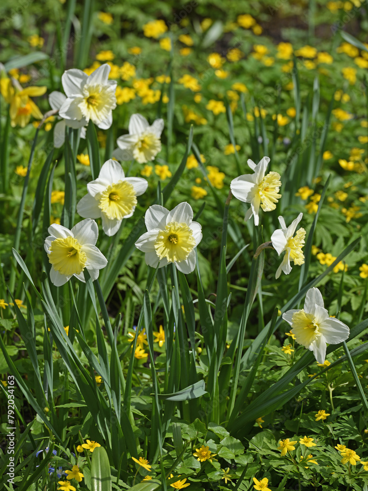 Flowering garden. Slim Whitman Large Cupped Daffodil in spring Flowering garden. Slim Whitman Large Cupped Daffodil in spring