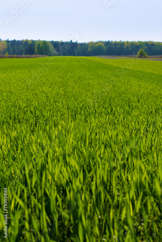 Bright green grass in the field. Spring rural landscape.