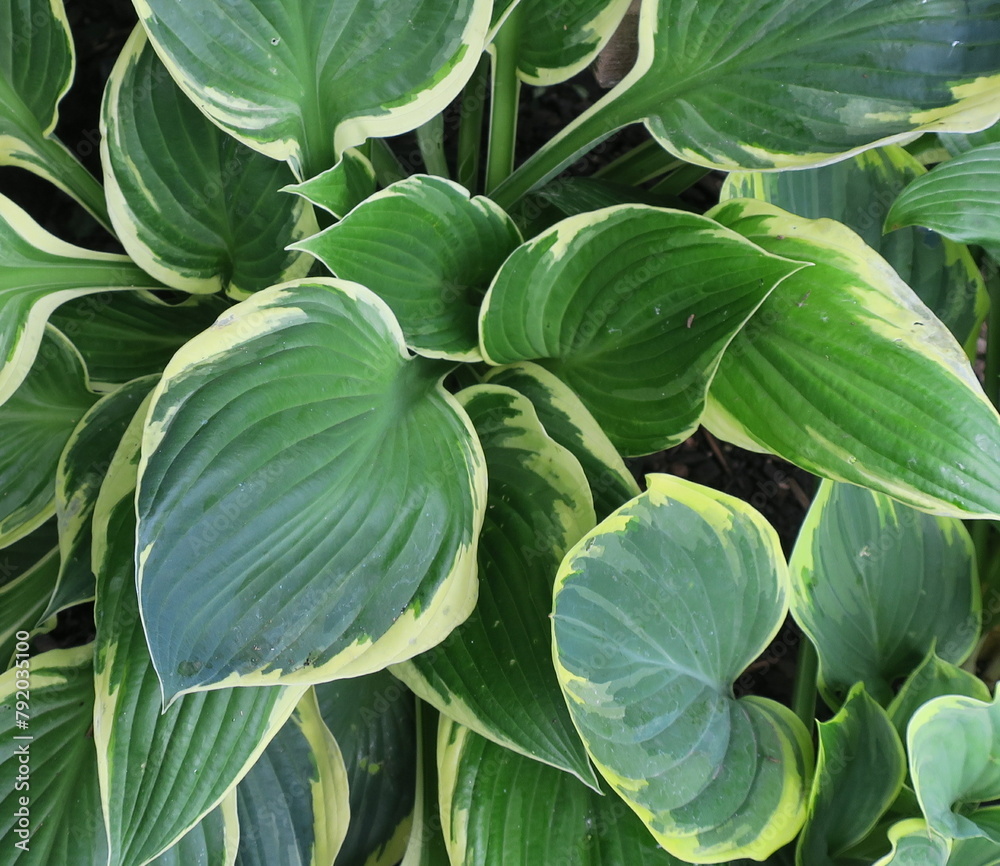 Green and cream variegated leaves of a hosta plant (Plantain Lily) Green and cream variegated leaves of a hosta plant (Plantain Lily)