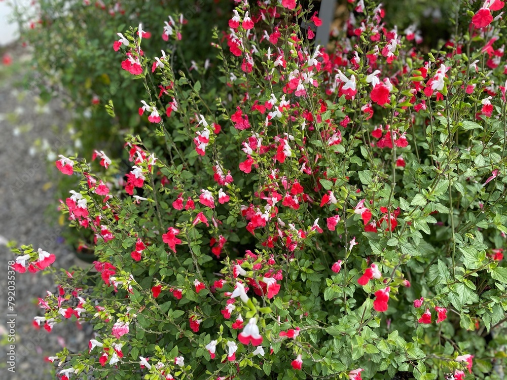 Flowers of salvia microphylla 'Hot Lips'