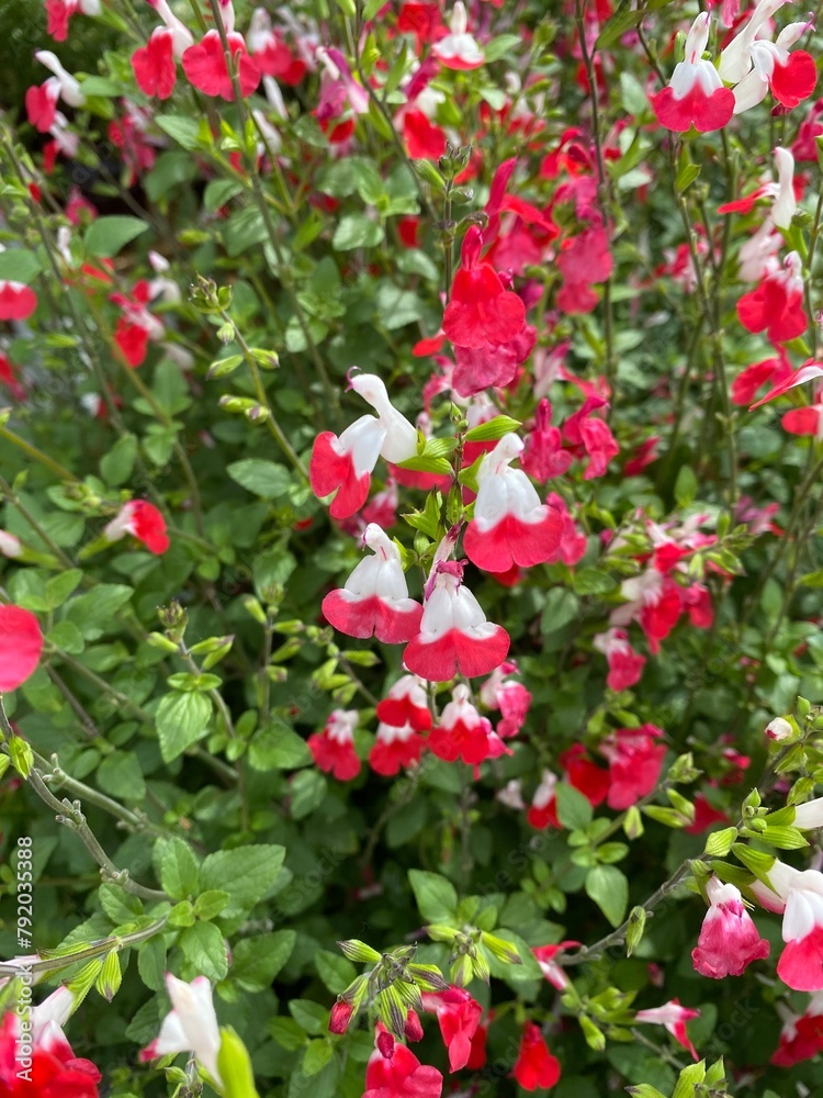 Red and white flowers of salvia microphylla 'Hot Lips'