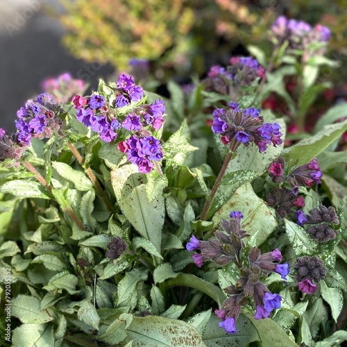 Φωτογραφία Spring-blooming flowers of pulmonaria 'Diana Clare' (lungwort)