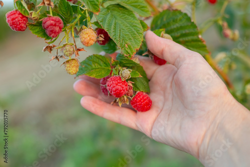 The woman collects ripe raspberries in the garden. Growing berries and fruits.