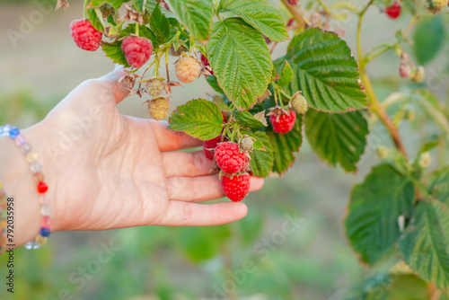 The woman collects ripe raspberries in the garden. Growing berries and fruits.