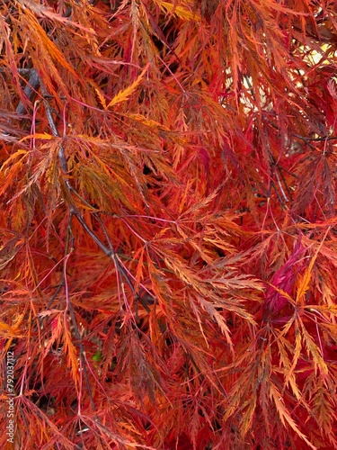 Vivid red, orange, and yellow dissected foliage of weeping Acer palmatum dissectum 'Viridis' Japanese maple in autumn