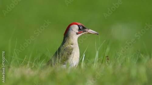 Czech bird Picus viridis aka European green woodpecker is searching for food in the grass. Dirty beak. Isolated on blurred background.