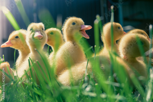 Small ducks in the green grass. Newborn ducklings.