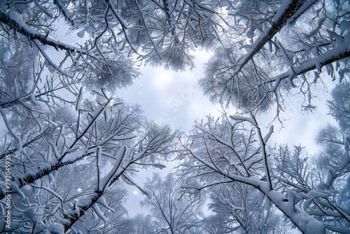 A snowy forest with trees covered in snow. The snow-covered branches and trees create a serene and peaceful atmosphere, evoking a sense of calm and tranquility