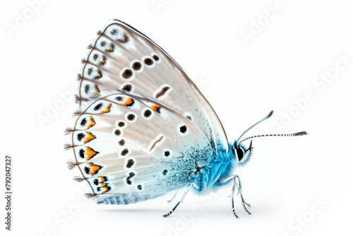 Beautiful Leona’s Little Blue butterfly isolated on a white background . Side view © boule1301