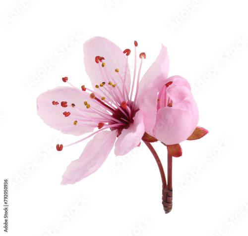Beautiful spring tree blossoms isolated on white © New Africa