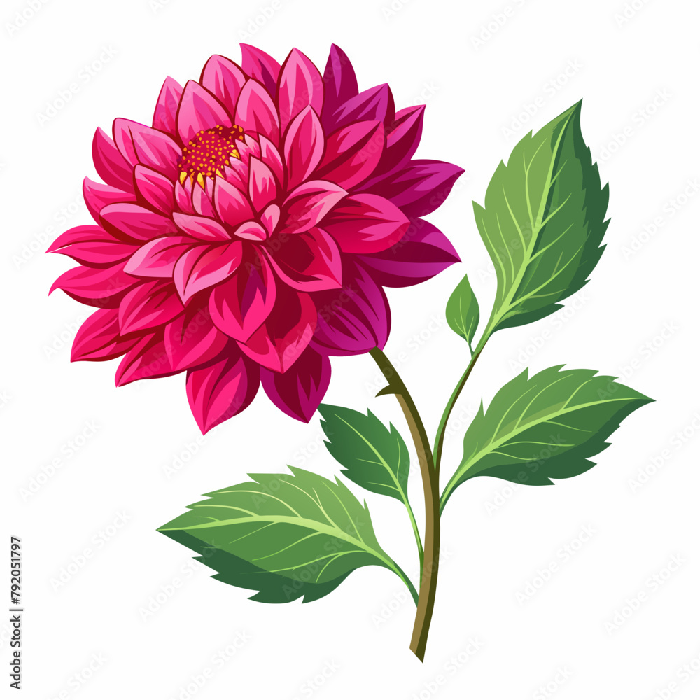 Obraz premium Branch of Beautiful Dahlia isolated on white background