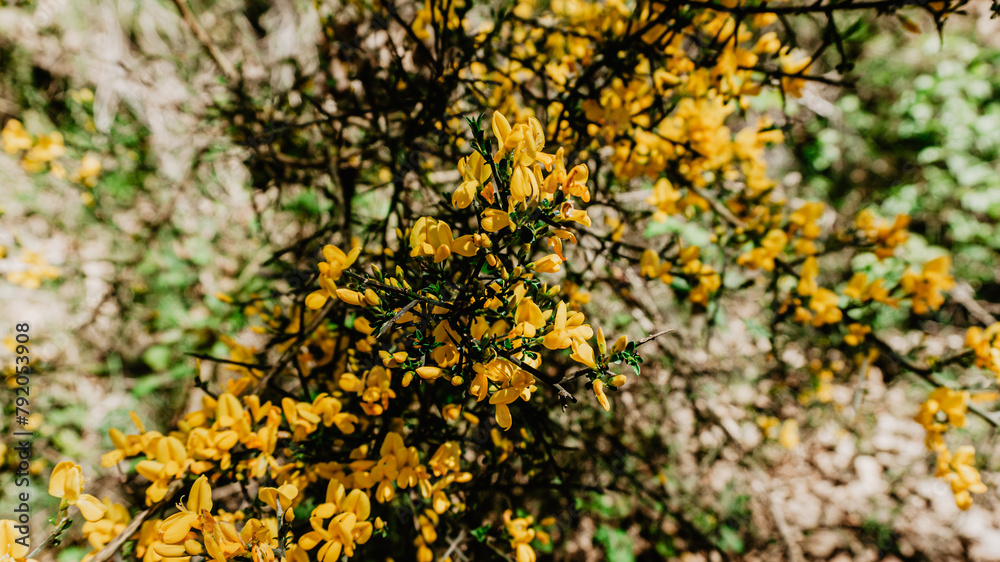 Fototapeta premium Yellow wild flowers