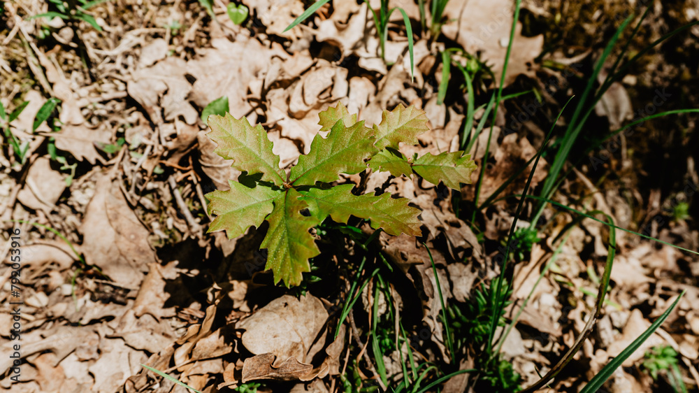 Beautiful plant with leaves Beautiful plant with leaves
