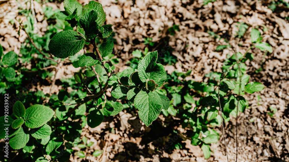 Fototapeta premium Beautiful plant with leaves