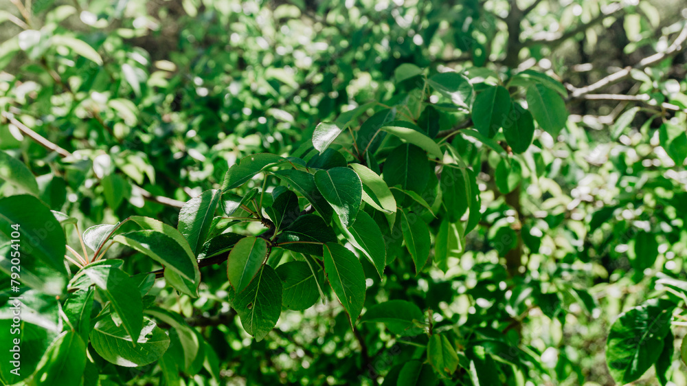 Beautiful wild plant with leaves