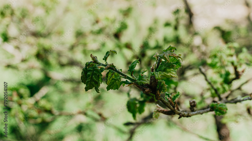 Beautiful wild plant with leaves Beautiful wild plant with leaves