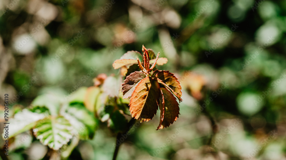 Beautiful wild orange leaves