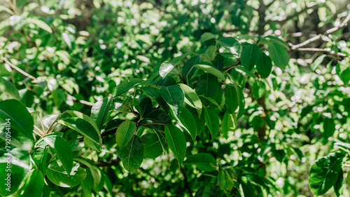 Beautiful wild plant with leaves