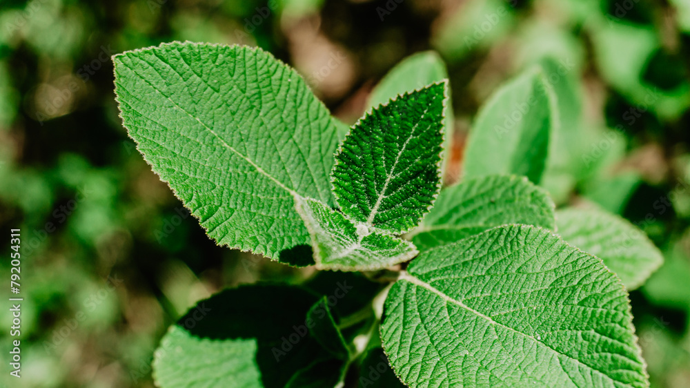 Beautiful wild plant with leaves Beautiful wild plant with leaves