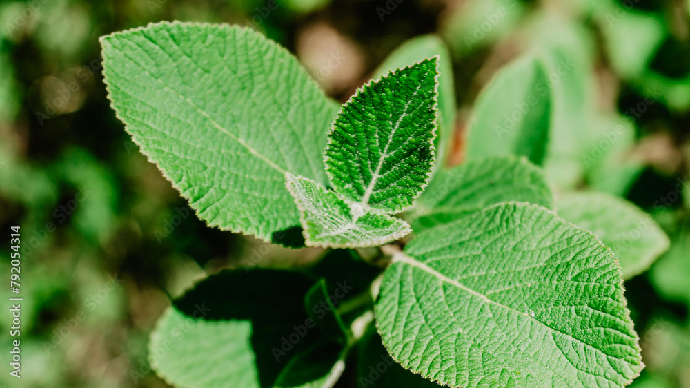 Beautiful wild plant with leaves Beautiful wild plant with leaves